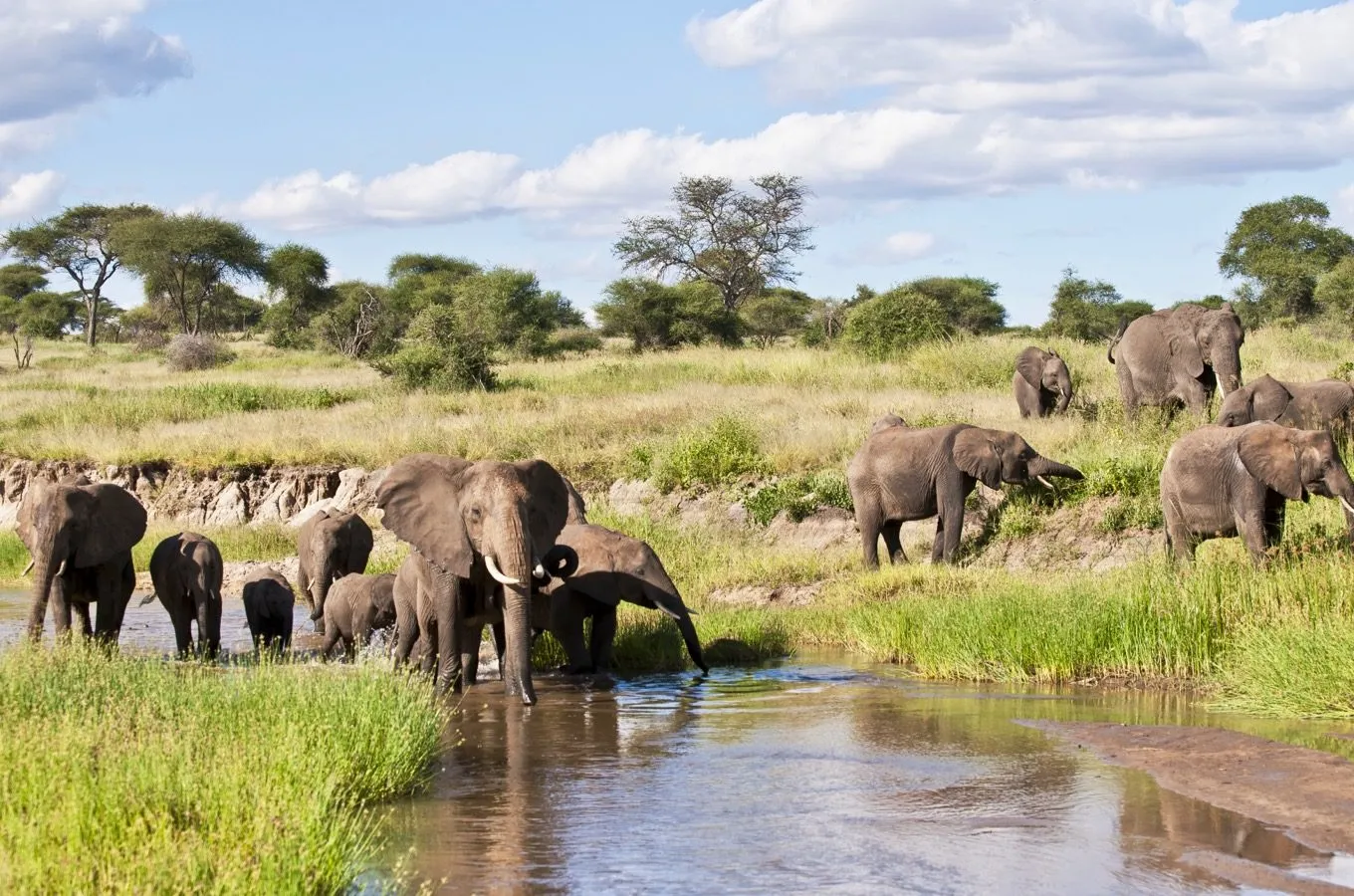 Elephant herd walking near the Mara River in Northern Serengeti
