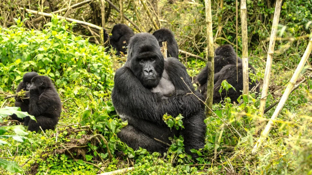 Express 3 Days Uganda Gorilla Safari – Bwindi & Lake Bunyonyi Adventure