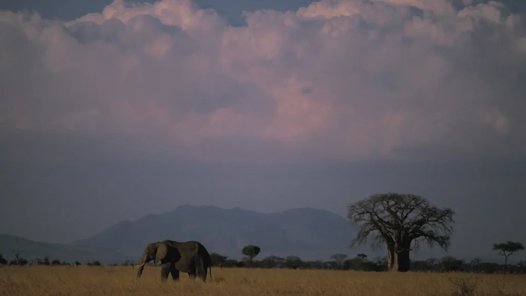 WildMyth founder with safari team in Arusha office