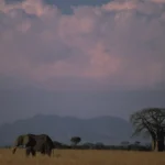 WildMyth founder with safari team in Arusha office