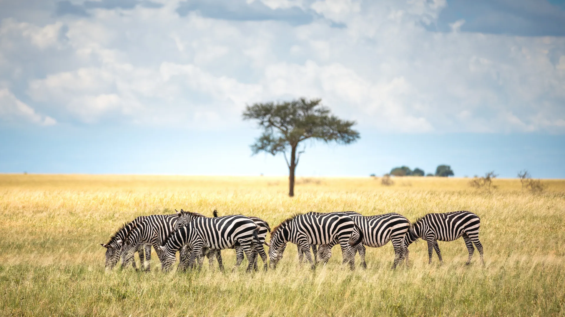 Zebras grazing in the Serengeti beside a lone acacia tree during a WildMyth Adventures safari