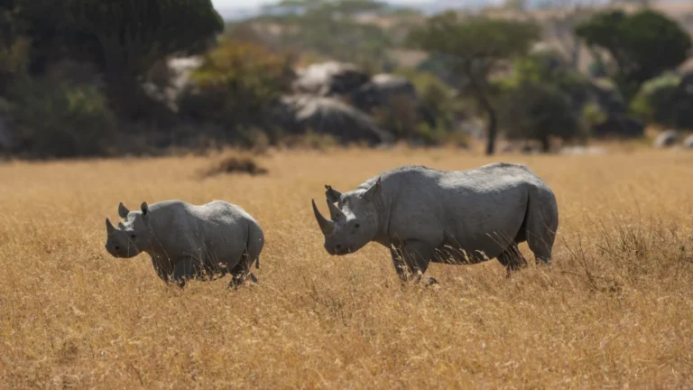 Black rhino grazing in the open plains of Ngorongoro Crater