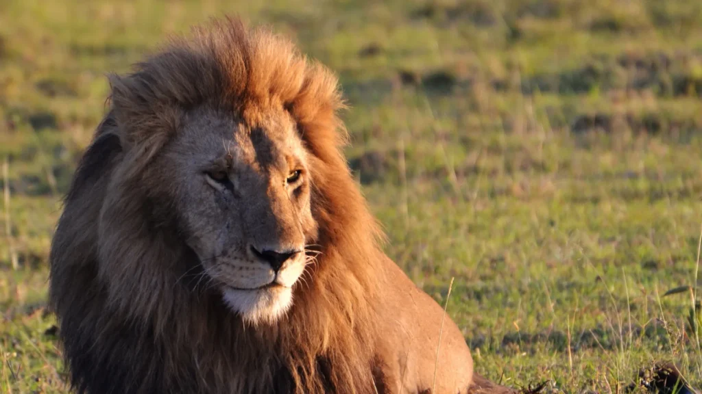 Lion pride resting on kopje rocks in Central Serengeti at sunrise