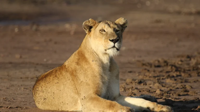 Lion resting atop granite kopje in Serengeti during golden hour