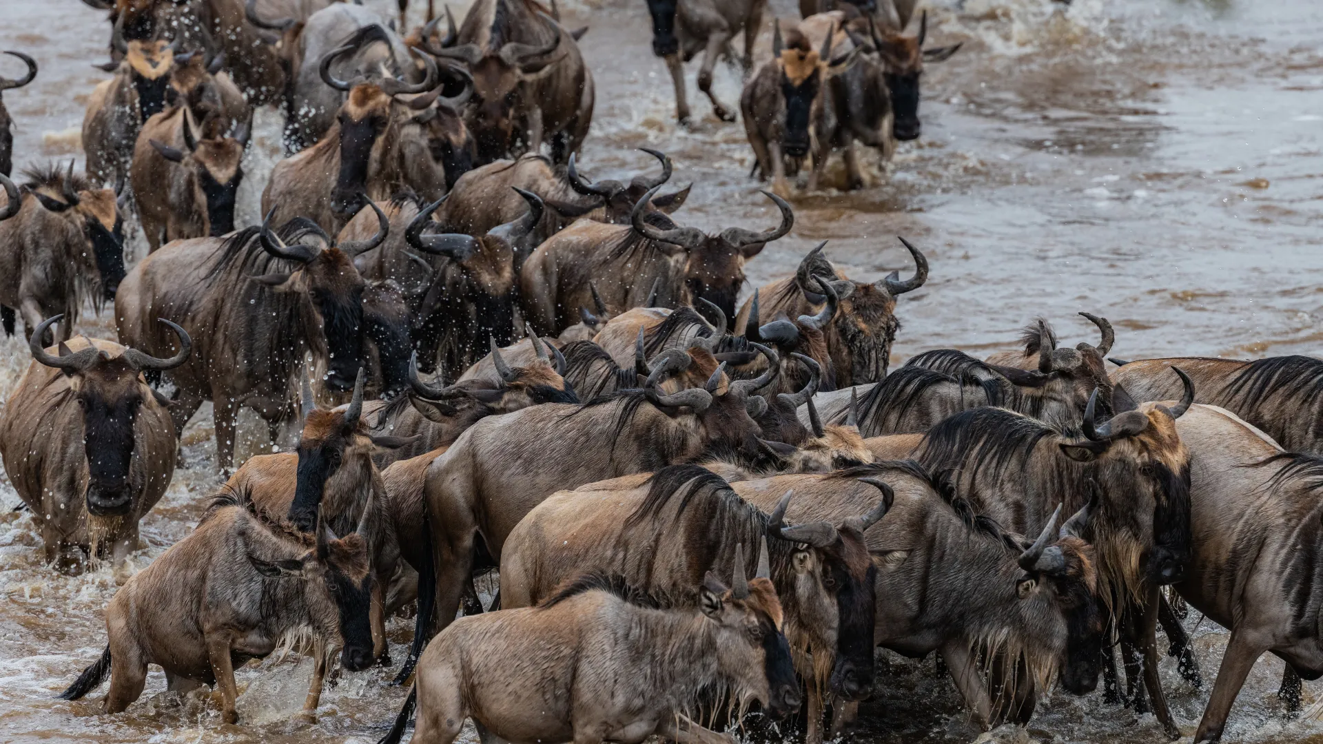 Wildebeest crossing the Mara River with crocodiles in pursuit during migration