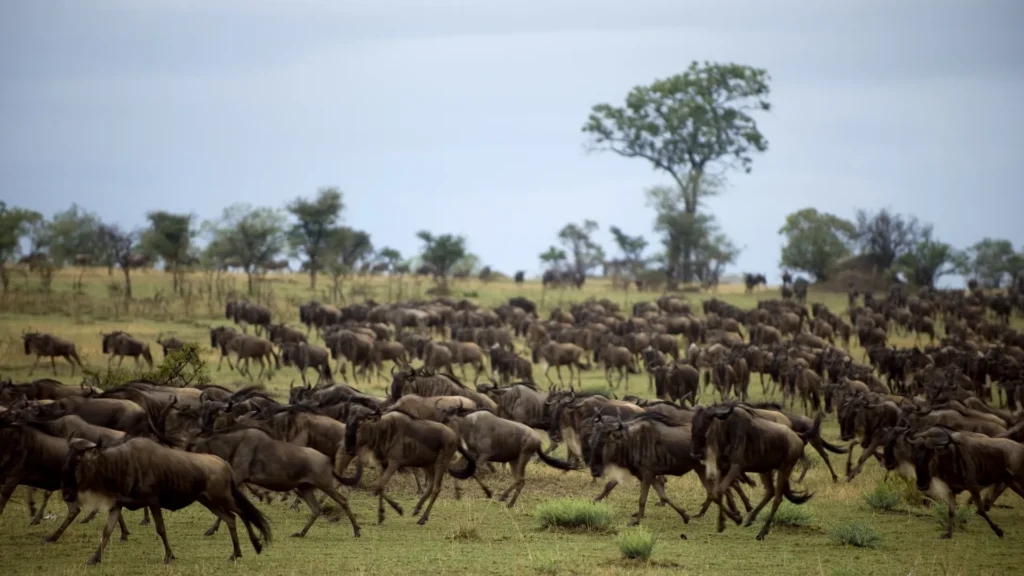 Wildebeest running across Serengeti plains at golden hour