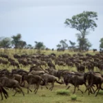 Wildebeest running across Serengeti plains at golden hour