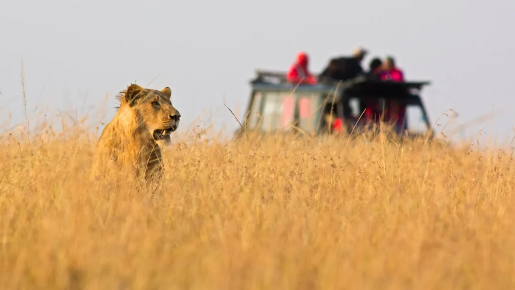 Serengeti safari guest journaling under an acacia tree at sunset