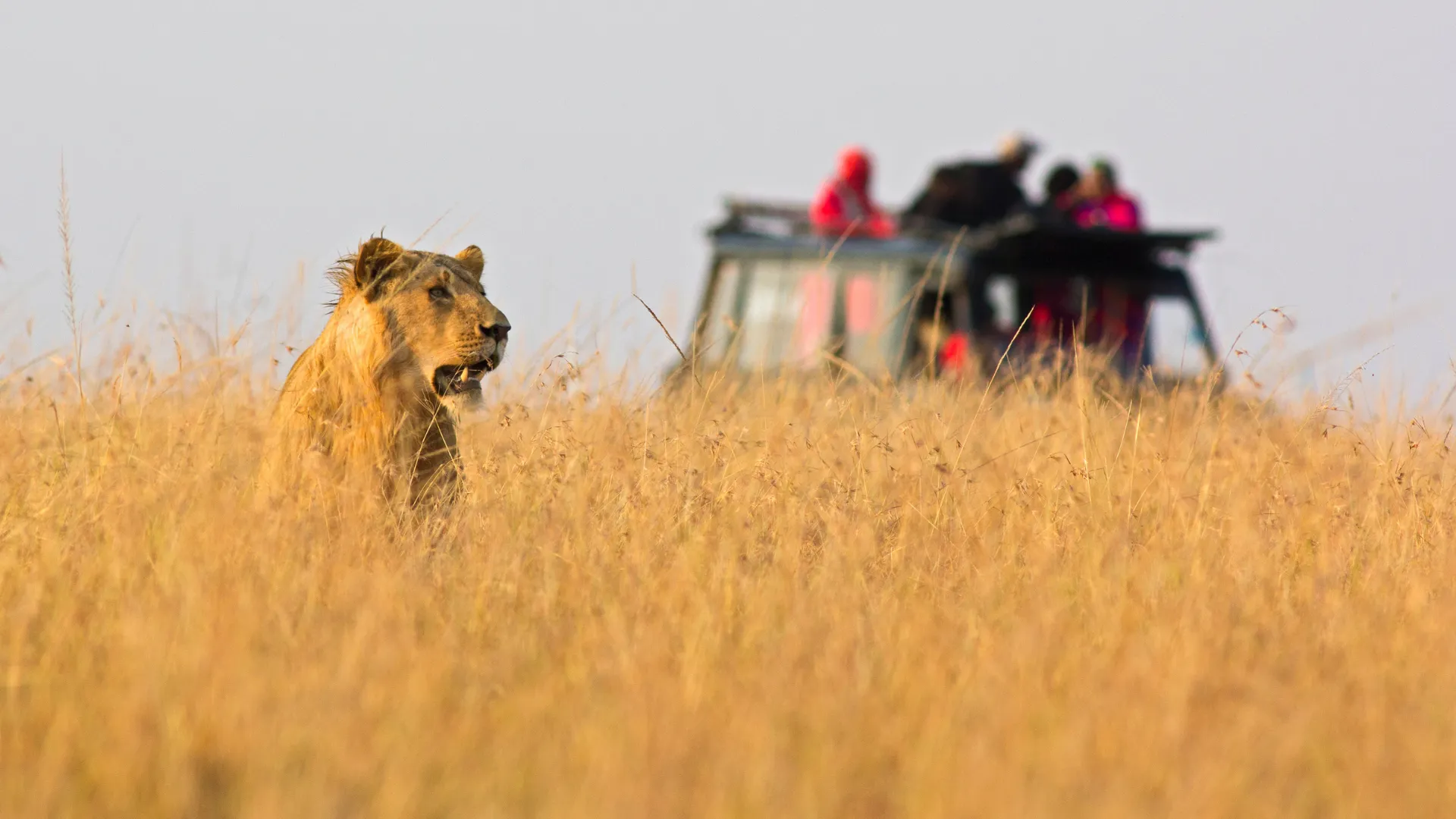 Serengeti safari guest journaling under an acacia tree at sunset