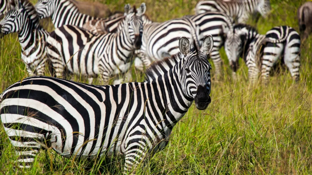4 Days Tanzania Safari – Tarangire, Serengeti & Ngorongoro Adventure