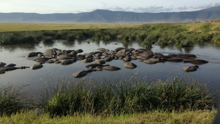 Hippos wallowing in Lake Manyara’s Hippo Pool during safari