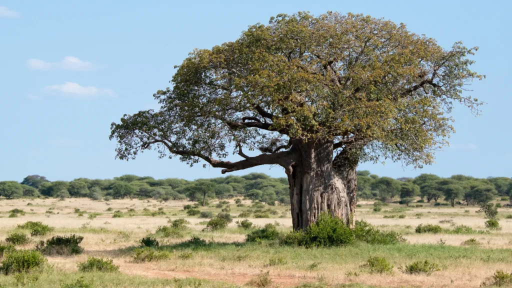 Baobab Plains Safari – 5-Day Tarangire, Manyara & Ngorongoro Escape