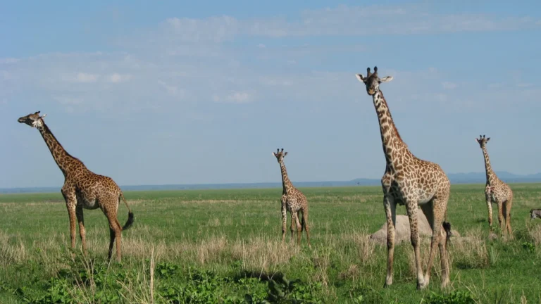 Giraffe safari in Arusha National Park with Mount Meru in background