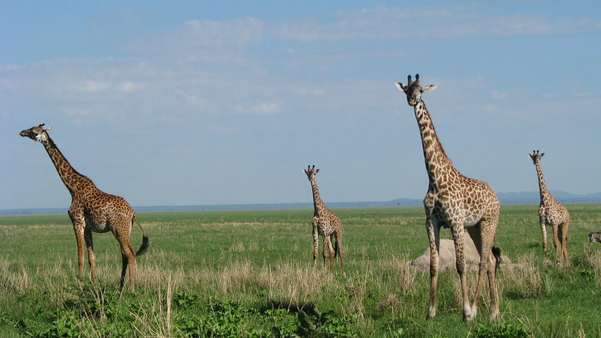 Giraffe safari in Arusha National Park with Mount Meru in background