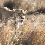 Lions walking through golden grass at sunrise in Serengeti