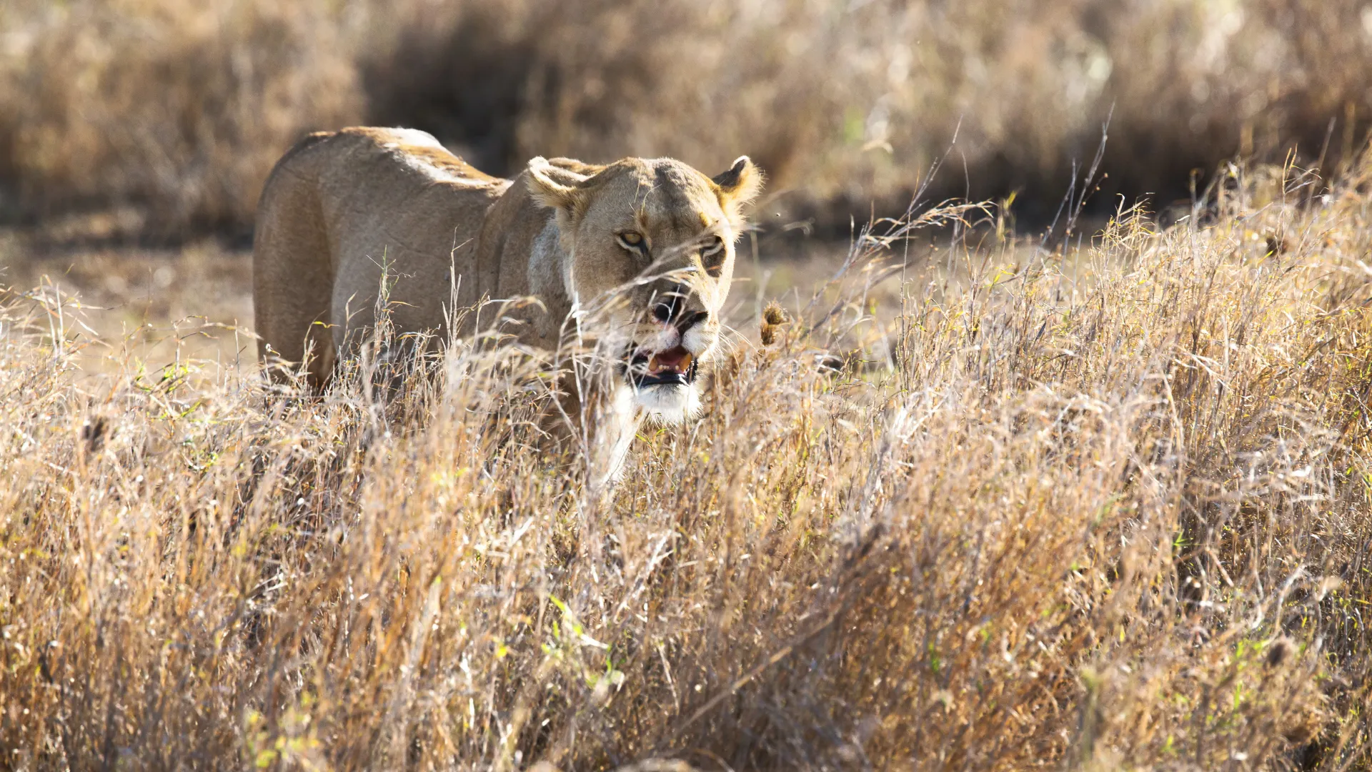 Lions walking through golden grass at sunrise in Serengeti