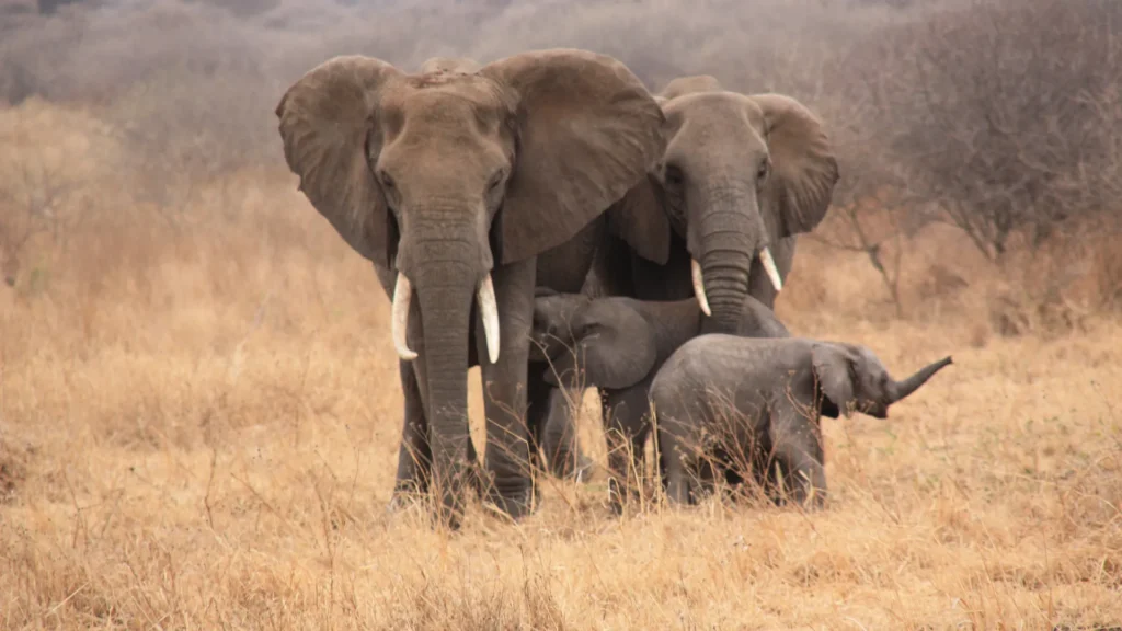 Elephants crossing the golden plains during Tanzania wildlife safari