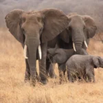 Elephants crossing the golden plains during Tanzania wildlife safari