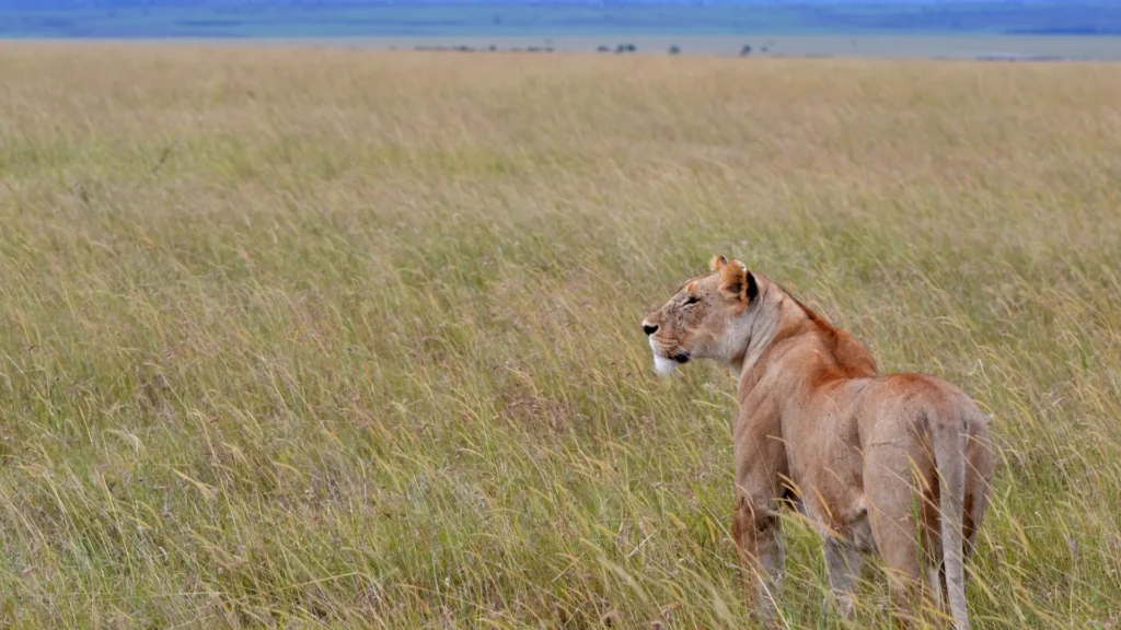 Lioness patrolling golden plains in Seronera Valley at sunrise