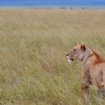 Lioness patrolling golden plains in Seronera Valley at sunrise