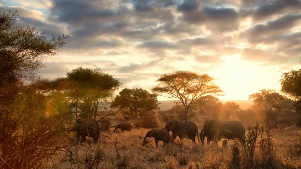 Elephant Safari – 4-Day Northern Serengeti Wildlife Trails Adventure