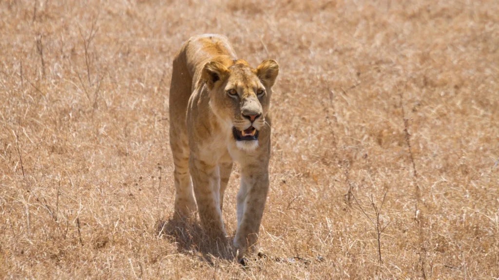 Lioness patrolling golden plains in Seronera Valley at sunrise
