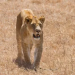 Lioness patrolling golden plains in Seronera Valley at sunrise