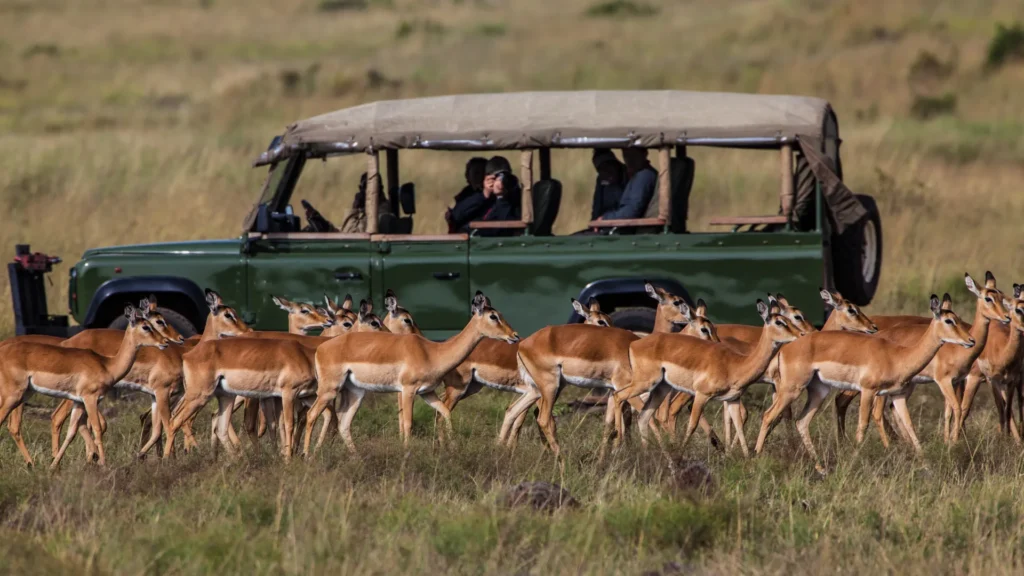 Private Serengeti safari jeep driving across golden plains