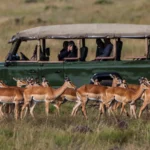 Private Serengeti safari jeep driving across golden plains
