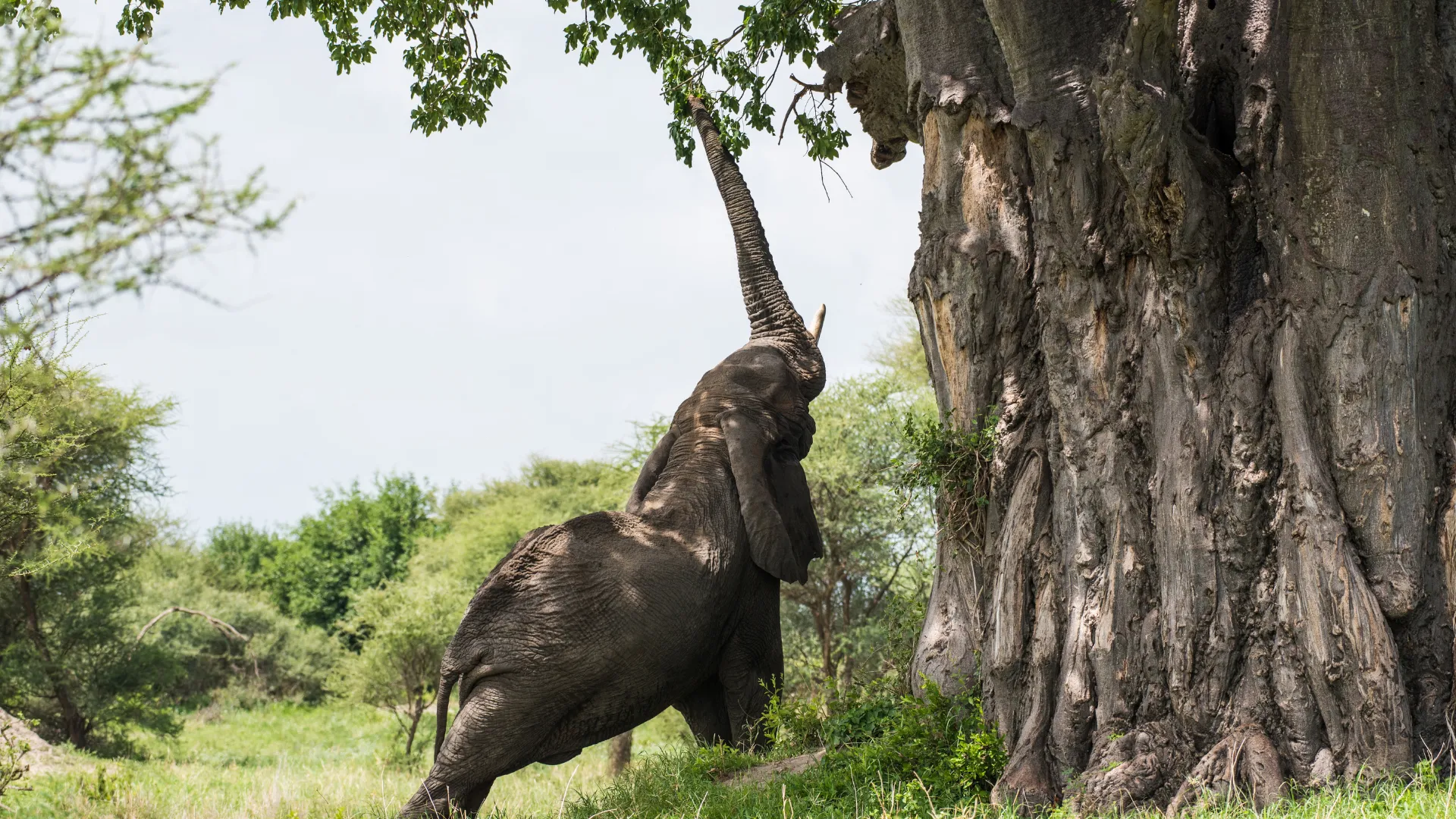 Elephants under a baobab tree in Tarangire during golden hour