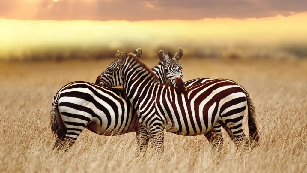 Two zebras standing closely in the Serengeti, symbolizing partnership and connection with WildMyth Adventures safari experts