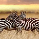 Two zebras standing closely in the Serengeti, symbolizing partnership and connection with WildMyth Adventures safari experts