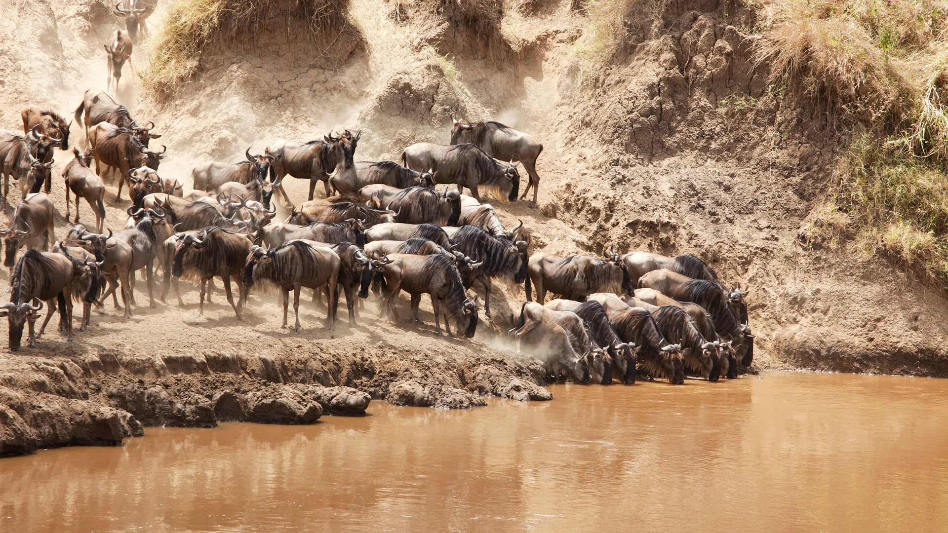 Wildebeest crossing Mara River during Serengeti migration safari