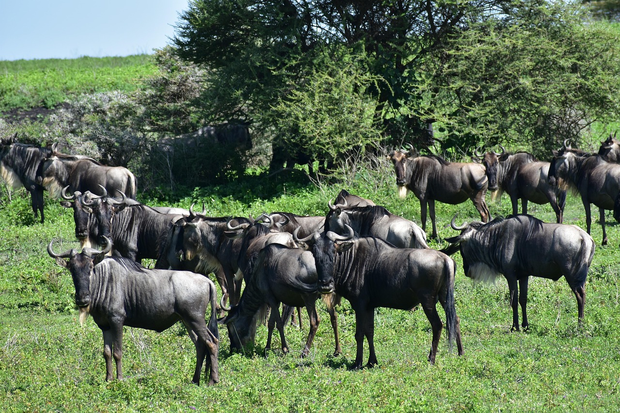 4 Days Tanzania Wildebeest Migration Safari – Northern Serengeti, Ngorongoro & Tarangire