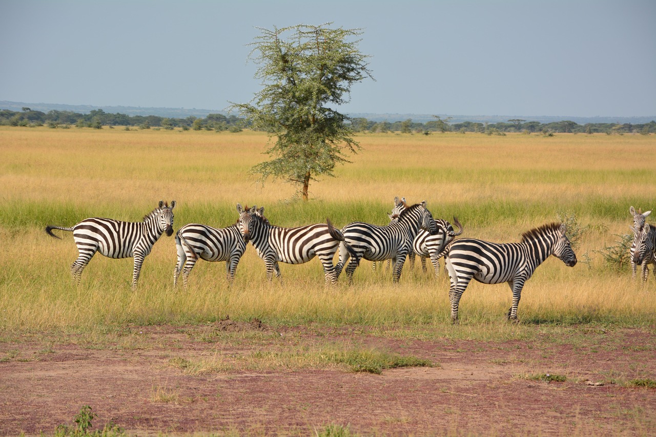 5 Days Tanzania Safari – Tarangire, Serengeti & Ngorongoro Tour Package