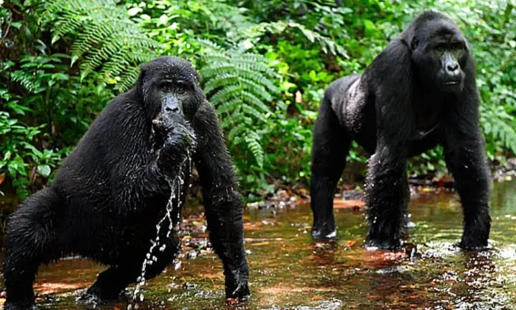 10 Days Uganda Safari – Gorillas, Chimps, Big Five & Lake Adventures