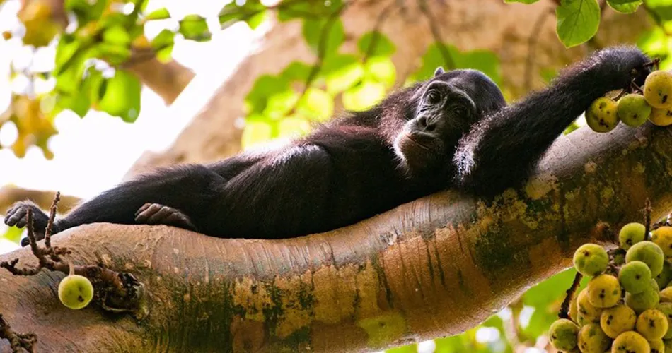 Uganda Birding, Gorilla Trekking & Game Safari