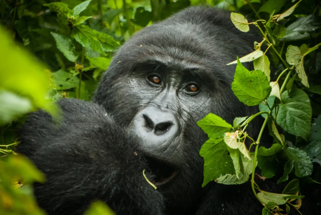6 Days Uganda Safari – Chimps, Tree-Climbing Lions, Gorillas & Lake Bunyonyi