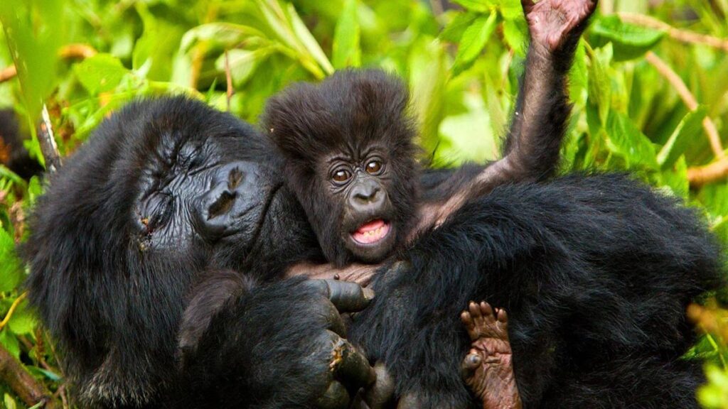 4 Days Uganda Gorilla Trekking Safari – Bwindi Impenetrable Forest & Lake Bunyonyi Escape