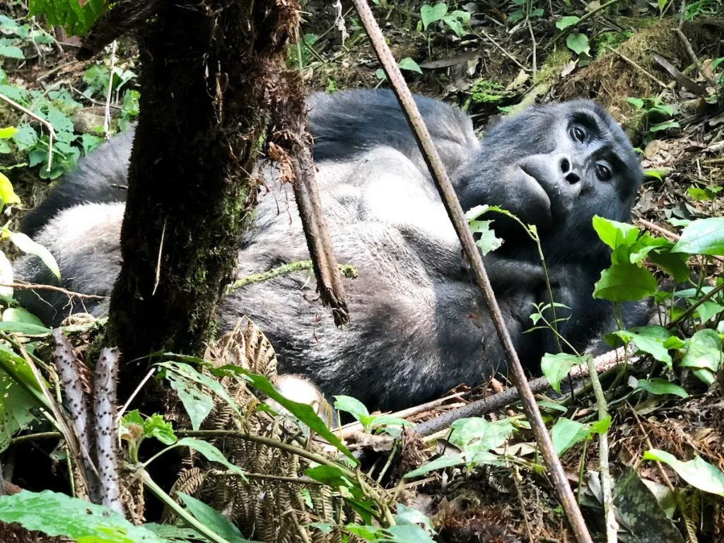 5 Days Uganda Primate & Gorilla Trekking Safari – Kibale Chimps, Queen Elizabeth, Bwindi & Lake Bunyonyi